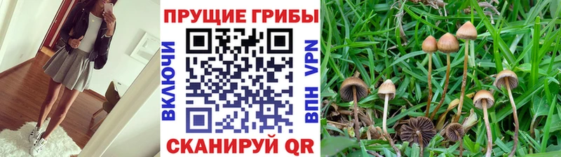 Псилоцибиновые грибы MAGIC MUSHROOMS  KRAKEN зеркало  Ардатов 